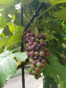 Zahrada ubytování Zur Weinlaube