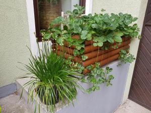 Zahrada ubytování Zur Weinlaube