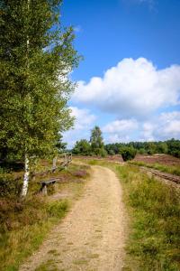 un chemin de terre avec un banc à côté d'un arbre dans l'établissement Fewo-Mundi, à Egestorf