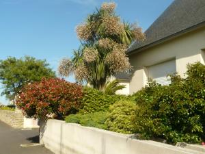 una casa con un muro di mantenimento e una palma di La baie a Saint-Jean-du-Doigt