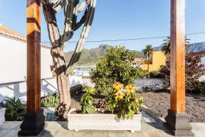 a garden with a tree and flowers on a patio at Bungalow Los Laureles in El Paso