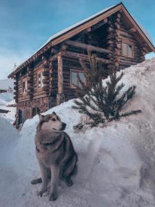 un perro sentado en la nieve frente a una cabaña de madera en Mountain Cricket Chalets and Apartments Gudauri, en Gudauri