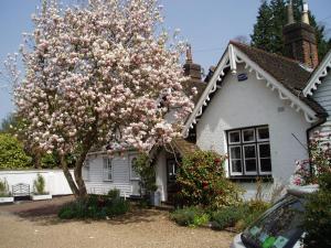 a magnolia tree in front of a white house at Ford Cottage in Royal Tunbridge Wells