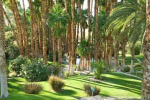 a garden with palm trees and grass and bushes at The Inn at Death Valley in Indian Village