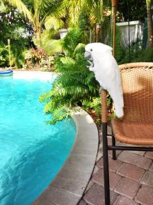 a white bird sitting on a chair next to a pool at Calypso Inn Wilton Gay Male Resort in Fort Lauderdale