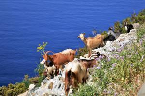 Gallery image of La Marine in Luri