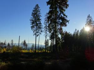 a group of trees in a field with the sun behind them at Ferienwohnungen Koller in Bodenmais