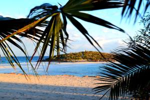 einen Strand mit einer Palme und dem Meer in der Unterkunft Ocean Dreams Suites in Ayia Napa