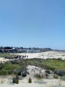 a group of horses running on the beach at Condominio borde mar las cruces in El Tabo