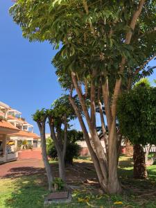 Zahrada ubytování Apartamentos Bahia Playa