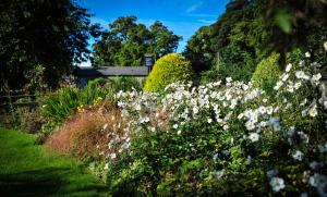 a garden filled with lots of white flowers at The Wyvill Arms in Leyburn