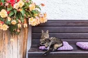 Zwierzęta zatrzymujące się w obiekcie Stabentheiner-Hof