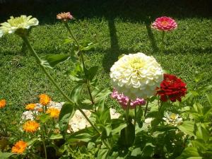 un gruppo di fiori colorati nell'erba di SunnySun Studios a Faliraki