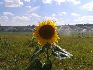 a sunflower in the middle of a field of grass at Casa Rural Parajes del Júcar in Casas de Benítez