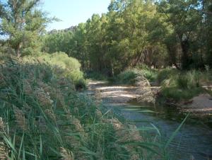 un fiume con erba alta accanto a una foresta di Casa Rural Parajes del Júcar a Casas de Benítez