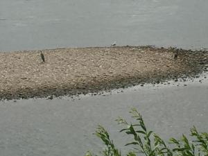 un oiseau debout sur le rivage d'un plan d'eau dans l'établissement Apartment Köln Ensen, à Cologne 3 autres photos