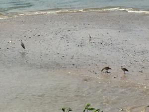 un groupe d'oiseaux debout sur la plage dans l'établissement Apartment Köln Ensen, à Cologne
