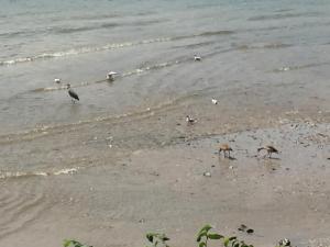 un groupe d'oiseaux debout sur la plage dans l'établissement Apartment Köln Ensen, à Cologne