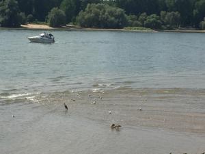 un chien sur la plage avec un bateau dans l'eau dans l'établissement Apartment Köln Ensen, à Cologne