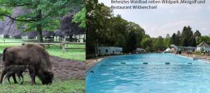 two pictures of a pig eating grass next to a swimming pool at Cologne Apartment – City, Trade Fair, E-Werk in Cologne