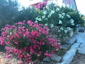 Gallery image of Apartment Pilatus Ošljak in Preko