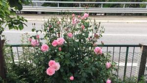 a bunch of pink roses in front of a fence at Itaka in LʼAquila