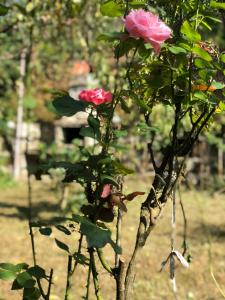 a group of roses growing on a tree at Villa la familia in Makhinjauri