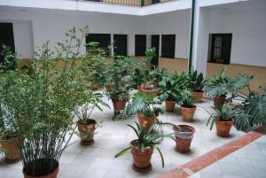 A garden outside El Rincón de Aurora
