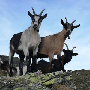 Állatok a nyaralóban vagy a közelben