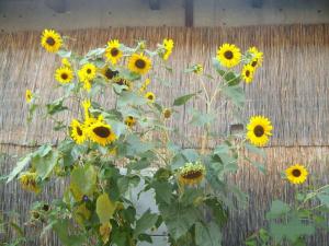 Fotografie z fotogalerie ubytování klassMo Kulturcafe&Gästehaus mit Kulturwerkstatt v destinaci Luckenwalde