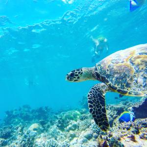 Afbeelding uit fotogalerij van WOW Retreat in Felidhoo