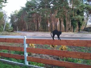 Zwierzęta w gospodarstwie agroturystycznym lub w pobliżu