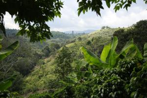 a view of the forested hills from the trail at Casa Entera Finca Cometa in San Agustín