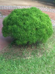 a large green bush sitting in the grass at Sumudu Villa in Hikkaduwa