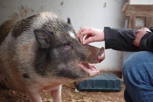 Zvířata v ubytování v soukromí nebo okolí