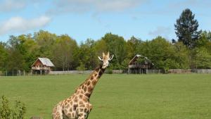une girafe debout dans un champ dans un champ dans l'établissement Les Lodges Du Reynou, à Le Vigen