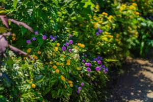 A garden outside Lemon Factor Sorrento
