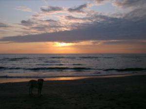 a dog standing on the beach at sunset at Badhotel Zeecroft in Wijk aan Zee