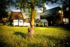 a cat standing in the grass in a field at B&B De Bloesem in Hoeselt