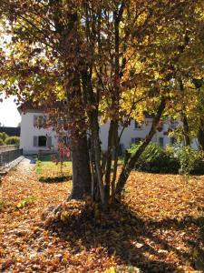 ein Baum in den Blättern mit einem Gebäude im Hintergrund in der Unterkunft Manoir de la Côte-Dieu in Pruntrut