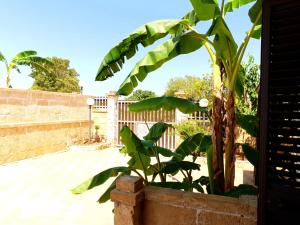 トッレ・ラピッロにあるVilletteDelSolの塀の横の鉢植えのバナナの木