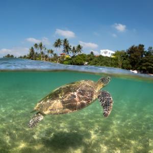 Gallery image of Beach Paradise in Matara