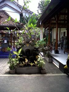 a group of potted plants in a courtyard at Kirana Home Stay in Sanur