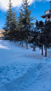 a group of pine trees in the snow at LA TANA DEL LUPO in Roccaraso