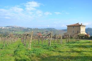 um campo com uma vinha com um edifício ao fundo em Agriturismo Il Casolare Di Bucciano em San Gimignano