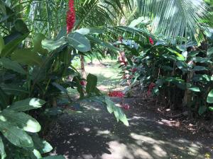 Vườn quanh Martinique Treehouse