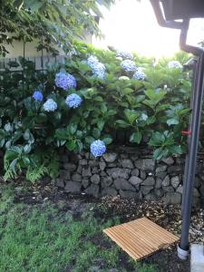 a retaining wall with blue flowers and a bench at Bar Harbor in Papamoa
