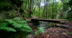 a wooden bench in the middle of a forest at Hotel Rural Triana in Vallehermoso