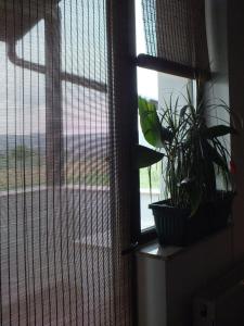 Fotografie z fotogalerie ubytování Camere de inchiriat Onelia v destinaci Alba Iulia