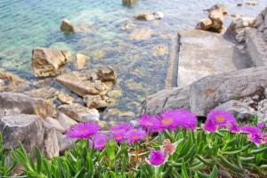Gallery image of Apartments Villa Steffi in Prizba